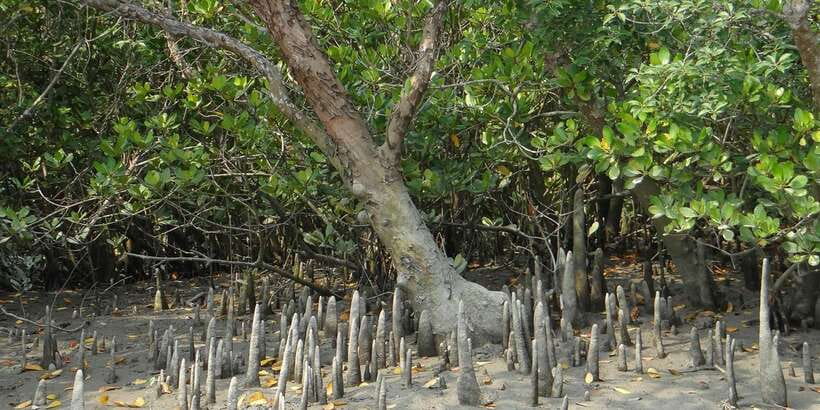 Sri Lanka Private Galle Tour: stilt fisherman, Galle Fort... - Bentota and Hikkaduwa Beach Time: How to Keep It Relaxing