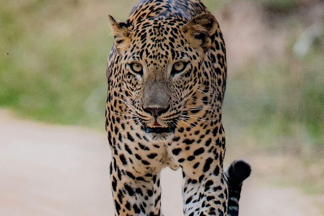 Sri Lanka private tour package 9 night 10 Day with driver+vehicle+accommodations - Day 1 Habarana after airport pickup: settle in fast