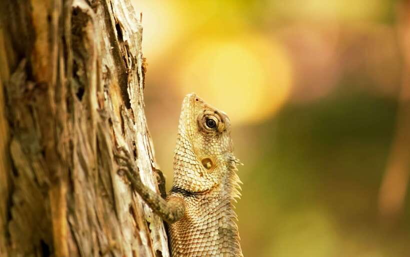Sri Lanka: Sinharaja rainforest tour from Colombo, Bentota - What to bring so the rainforest doesn’t slow you down