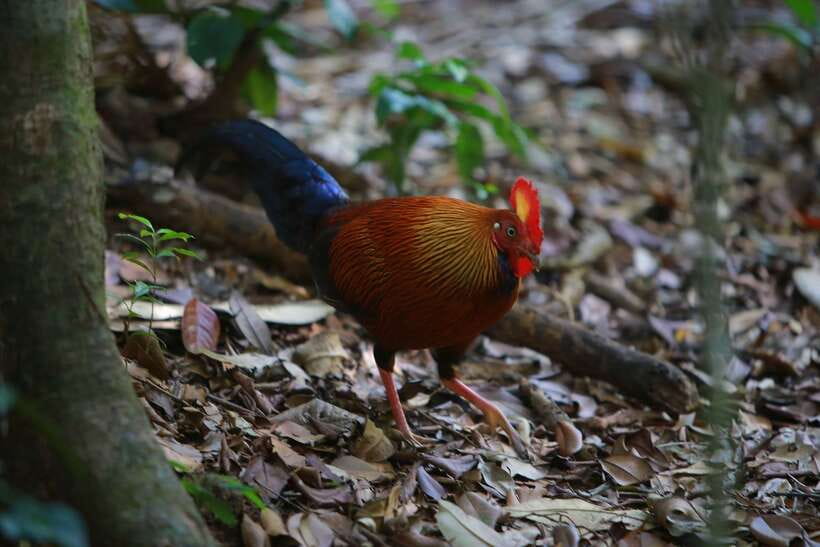 Sri Lanka: Sinharaja rainforest tour from Colombo, Bentota - Why Sinharaja feels worth your day from Colombo or Bentota