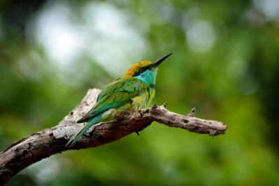 Sri Lanka: Sinharaja rainforest tour from Colombo, Bentota - The 1-day plan: what the timing really means in practice