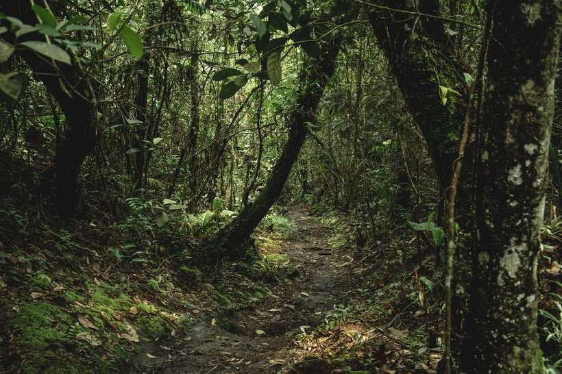 Sri Lanka: Sinharaja rainforest tour from Colombo, Bentota - Summiting Sinharaja’s tallest peak: the part to gauge carefully