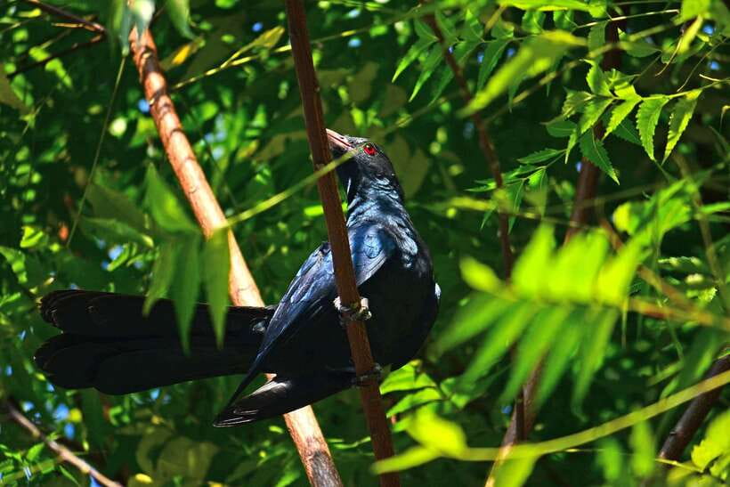 Sri Lanka: Sinharaja rainforest tour from Colombo, Bentota - Getting picked up (and why it’s a big quality-of-life upgrade)