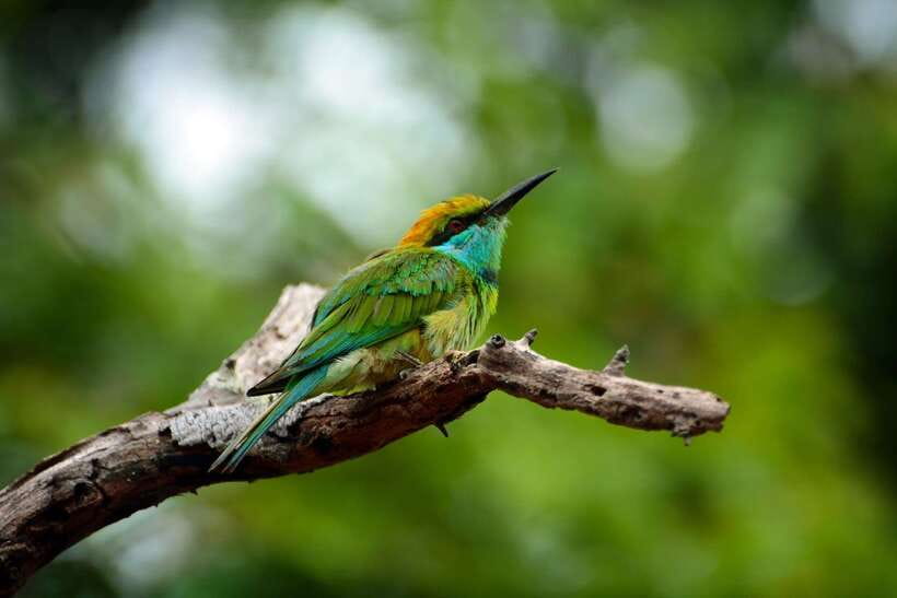 Sri Lanka: Sinharaja rainforest tour from Colombo, Bentota - The 1-day plan: what the timing really means in practice