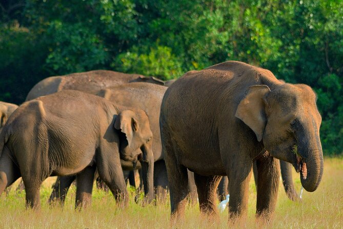Sri Lanka Unveiled: 12 Nights Complete Experience Package - Key things that make this Sri Lanka trip click