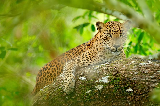 The Most popular Personalized round Tour In Sri Lanka-Day Charged - Day 4: Ella’s waterfalls, Little Adam’s Peak sunset views, and Nine Arches Bridge