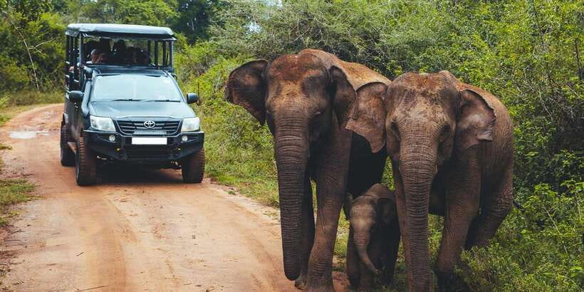 Udawalawa National Park: All-Inclusive Private Day Tour - Udawalawe National Park: What Makes This Safari Worth Your One Day