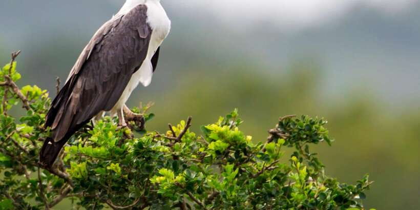 Udawalawa National Park: All-Inclusive Private Day Tour - Should You Book This Udawalawe Private Safari Day Tour?