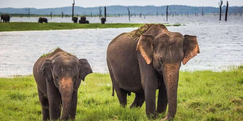 Udawalawa National Park: All-Inclusive Private Day Tour - Private A/C Transfers From Colombo, Ella, and Wellawaya