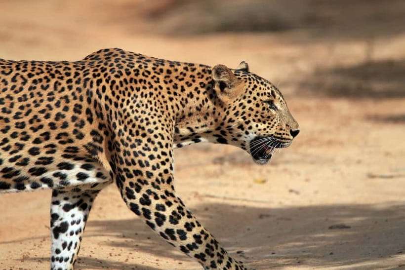 UDAWALAWA SAFARI TOUR from HAMBANTOTA PORT (Shore Excursion) - Key takeaways before you go
