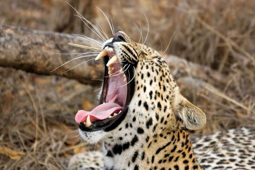 UDAWALAWA SAFARI TOUR from HAMBANTOTA PORT (Shore Excursion) - What you’ll notice once you’re out there: spotting style and guide personality