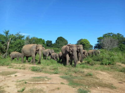 Udawalawe National Park: Elephant Safari with Expert Guide - The Private 4x4 and Expert Guide: How the Safari Stays Respectful