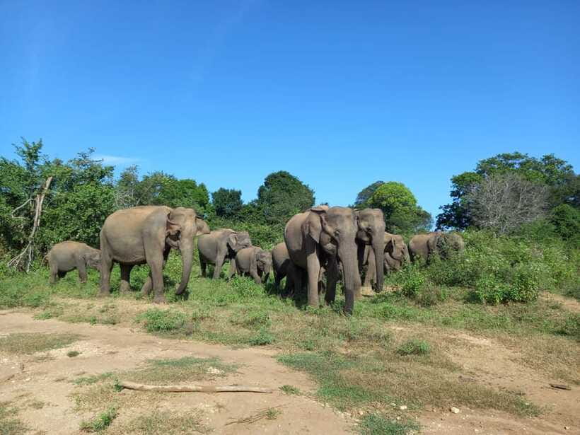 Udawalawe National Park: Elephant Safari with Expert Guide - How the Timing Plays Out: Morning Safaris vs 2pm Energy