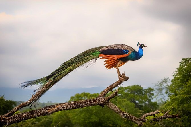 Udawalawe National Park Safari With Transfers From Colombo - Time on the Road: When 12–14 Hours Works and When It Doesn’t