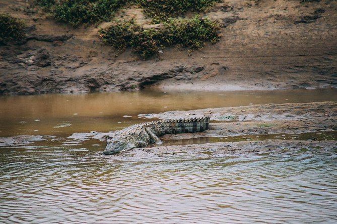 Udawalawe Safari Day Trip from South Region & Transfer to Ella - Udawalawe National Park: why this safari is a top pick for elephants