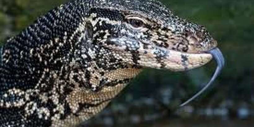 West coast Beach, River Mangroves lagoon, Wildlife boat Tour - Getting Started From Colombo or West-Coast Resorts