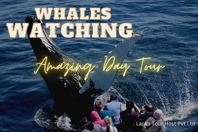 Whales Watching Mirissa Day Tour - From Colombo or Negombo to Mirissa: The 4:00 a.m. Private Ride