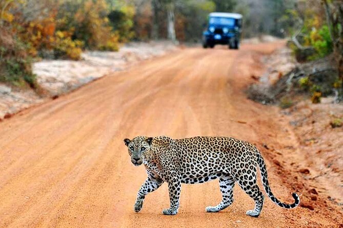 Wilpattu National Park Jeep Safari from Negombo / Waikkal (All Inclusive) - Key highlights I’d plan around