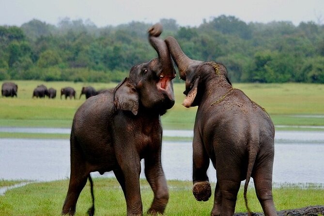 Wilpattu National Park Jeep Safari from Negombo / Waikkal (All Inclusive) - Who should book this Wilpattu jeep safari from Negombo?