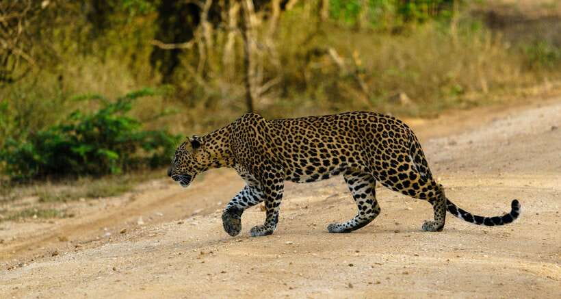 Wilpattu National Park: Morning or Afternoon Safari - Key highlights worth your attention