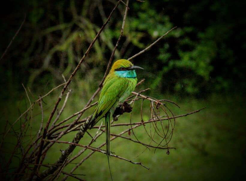 Wilpattu National Park: Morning or Afternoon Safari - Leopards, Elephants, Bears, and the Rest of the Cast