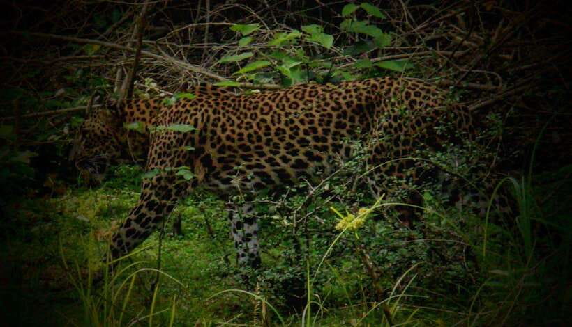 Wilpattu National Park: Morning or Afternoon Safari - Price and Value: Is This $35 Safari a Good Deal?
