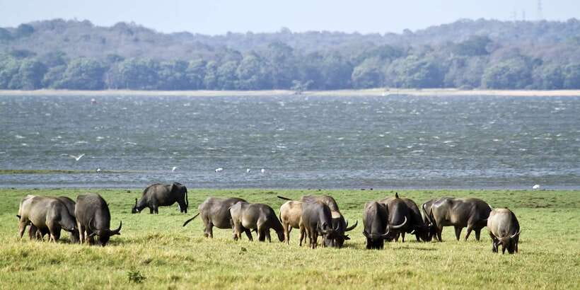 Wilpattu National Park Safari Tour from Colombo - Fitness, Comfort, and Safety: Who Should Think Twice