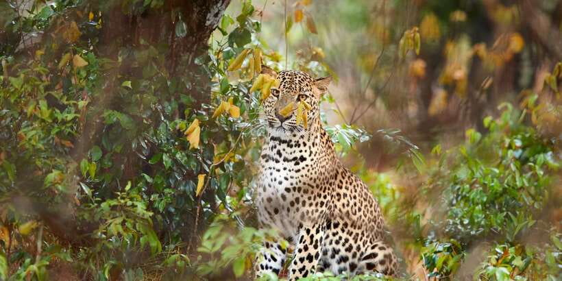 Wilpattu National Park Safari Tour from Colombo - Wilpattu National Park From Colombo: The Main Draw