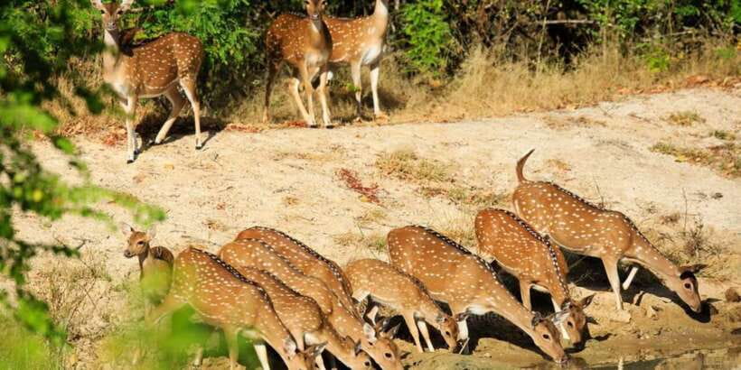 Wilpattu National Park Safari Tour from Colombo - Entering Wilpattu: Willus Water Basins and What They Mean