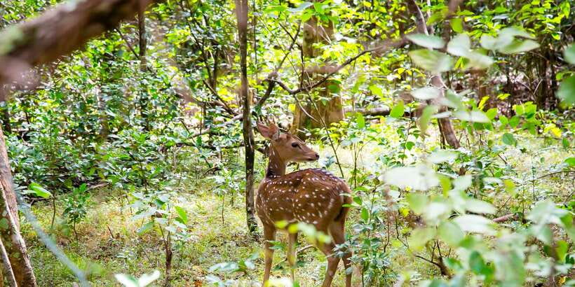 Wilpattu National Park Safari Tour from Colombo - Lunch at the Puttalam Hotel: Simple Food, Real Planning
