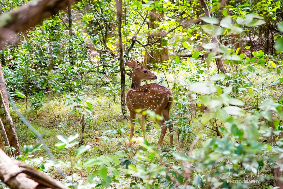 Wilpattu National Park Safari Tour from Colombo - Guides and Drivers: Why Their Style Changes the Day