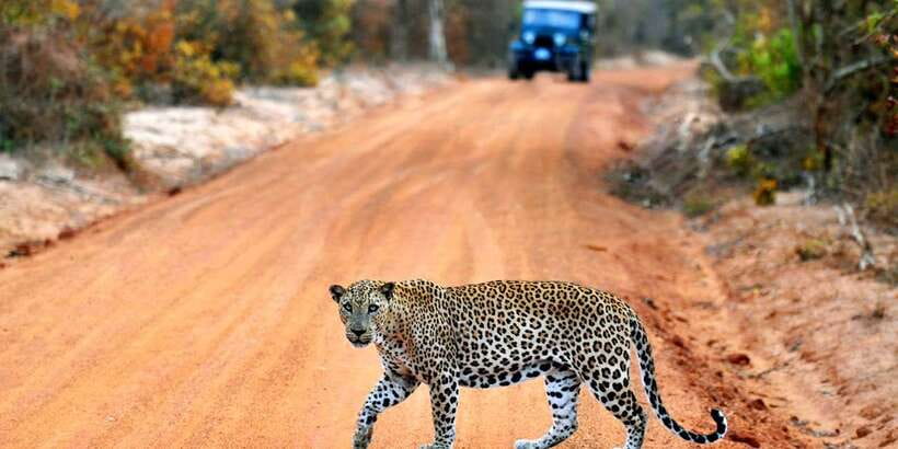 Yala: Private Safari Day Trip with Lunch & Entry Fees - Key highlights at a glance