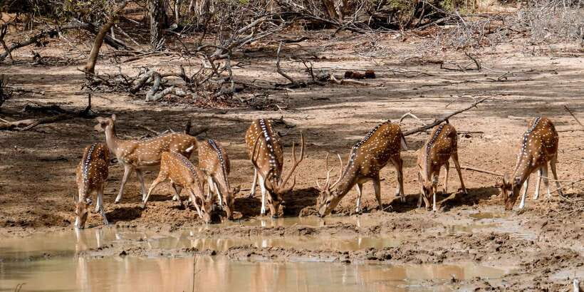 Yala: Private Safari Day Trip with Lunch & Entry Fees - Who Should Book This Private Yala Safari